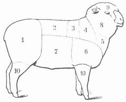 Fig. 3. Schaf. 1 Keule; 2 Rippenstück oder Kotelett; 3 Nierenstück; 4 dicke Rippe; 5 Bug; 6 Schulter, Blatt; 7 Bauchstück; 8 Hals; 9 Kopf; 10 Beine.