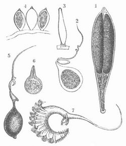 Spermatophoren: 1 von einem Blutegel (Glossosiphonia complanata); 2 von einem Muschelkrebs (Bairdia mediterranea); 3 u. 4 von zehnfüßigen Krebsen (Galathea squammifera und Porcellana longicornis); 5 von der Feldgrille (Gryllus campestris); 6 von Decticus verrucirosus, einer Heuschrecke; 7 von einer Schnecke (Parmarion Weberi).