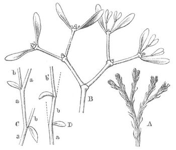 Fig. 1. Verzweigungsarten des Stengels.