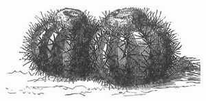 Fig. 3. Sprosse von Melocactus.