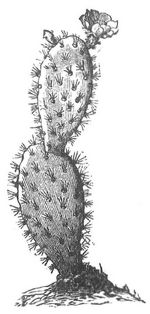 Fig. 4. Sproß von Opuntia.