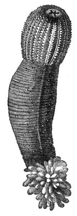 Sternwurm (Priapulus caudatus). Vergr.