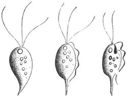 Fig. 2. Trichomonas intestinalis.