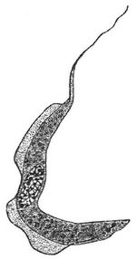 Trypanosoma Brucei. Stark vergrößert.
