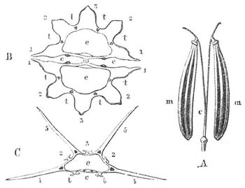 A Doppelachenium von Chaerophyllum; B Durchschnitt durch die beiden Teilfrüchtchen von Aethusa, C durch eins von Daucus.