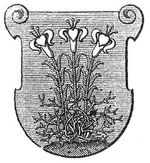 Wappen des Ordens der Ursulinerinnen.