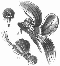 A Blüte von Viola, durchschnitten; B kopfförmiges Ende des Griffels; C Fruchtknoten, vom Antherenkegel umgeben.