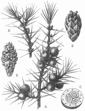 Wacholder (Juniperus communis). A Weiblicher Zweig mit Blüten und Früchten, B weibliche Blüte, C Frucht im Querschnitt, D männlicher Zweig, E männliche Blüte.