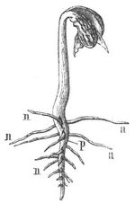 Fig. 1. p Pfahlwurzel der keimenden Bohne, n Seitenwurzeln.