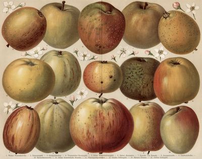 Apfelsorten (System Diel-Lucas).