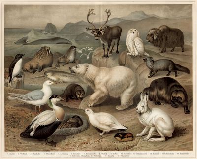 Arktische Fauna.