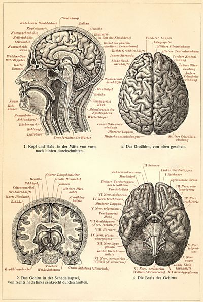 Gehirn des Menschen.