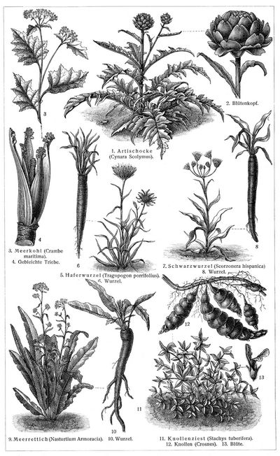 Gemüsepflanzen II. (Die Beschreibung der Pflanzen siehe unter den lateinischen Gattungsnamen.)