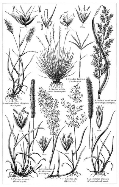 Gräser I. (Die Beschreibung der Pflanzen siehe unter den lateinischen Gattungsnamen.)