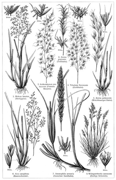 Gräser II. (Die Beschreibung der Pflanzen siehe unter den lateinischen Gattungsnamen.)