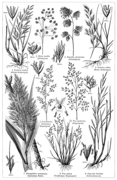 Gräser III. (Die Beschreibung der Pflanzen siehe unter den lateinischen Gattungsnamen.)