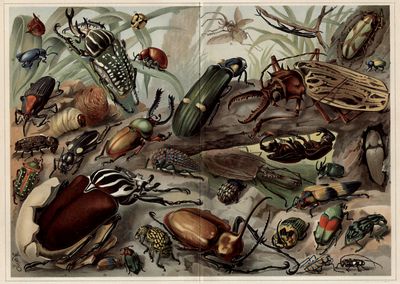 Käfer II. (Exotische Käfer.) (Alle Käfer in natürlicher Größe.)