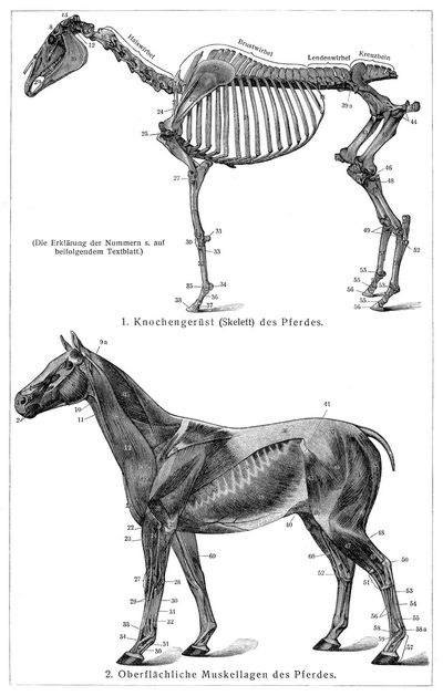 Pferd I (Anatomie).