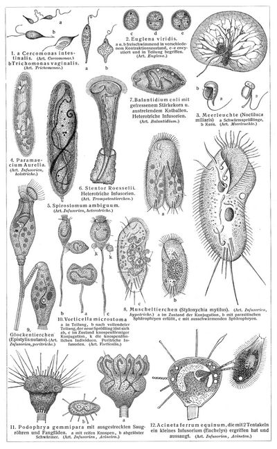 Protozoen I. Flagellaten (Fig. 1–3) und Infusorien. (Alle Figuren stark vergrößert.)