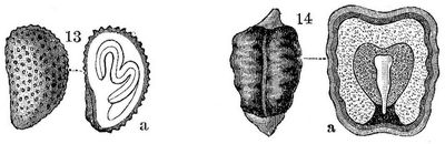 13. Convolvulus arvensis (Ackerwinde). 5/1. a Durchschnitt._– 14. Elettaria Cardamonum (Kardamomen). 4/1. a Durchschnitt. 5/1.