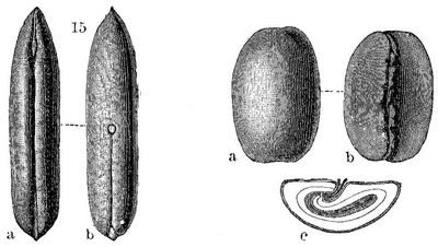 15. Phoenix dactylifera (Dattelpalme). 1/1. a Vorderseite, b Rückseite._– 16. Coffea arabica (Kaffeebohne). 3/2 a Rückseite, b Bauchseite, c Durchschnitt.