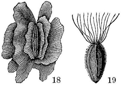 18. Paulownia tomentosa. 5/1._– 19. Epilobium angustifolium (Weidenröschen). 4/1.