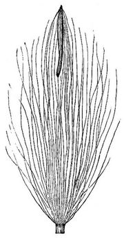 20. Vriesea viridiflora. Stark vergr.
