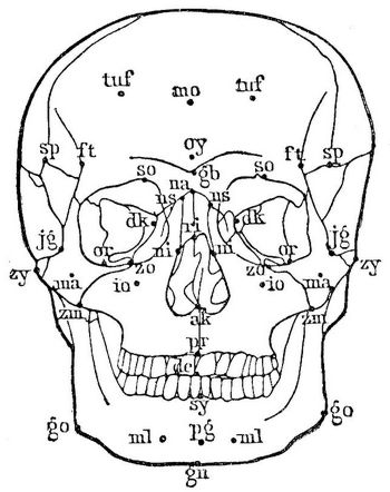 1. Norma frontalis.