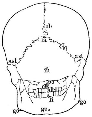 5. Norma occipitalis.