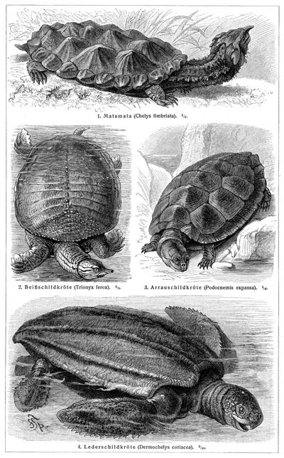 Schildkröten I.