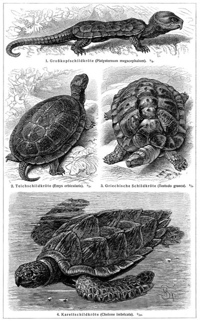 Schildkröten II.