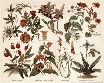Zimmerpflanzen I. (Die Beschreibung der Pflnazen siehe unter den lateinischen Gattungsnamen.)